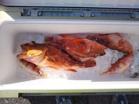 康仁丸・ジギング釣り果